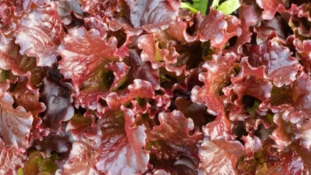 W liściach tej sałaty kryje się prozdrowotna moc