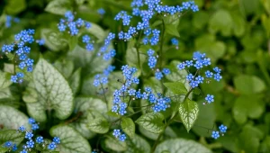 Które byliny przetrwają nawet największe mrozy? Jedną z nich jest brunera wielkolistna.