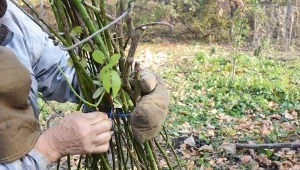 W grudniu zajmij się swoimi różami.