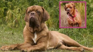 Ma najdłuższy język na świecie. Trafił na listę rekordów