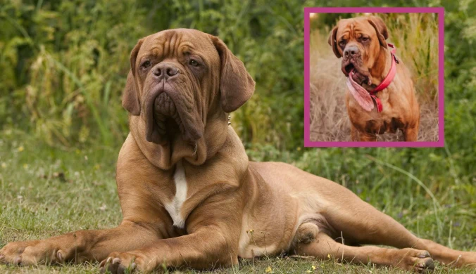 Pies o imieniu Ozzy pobił rekord Guinnessa w kategorii najdłuższego psiego języka