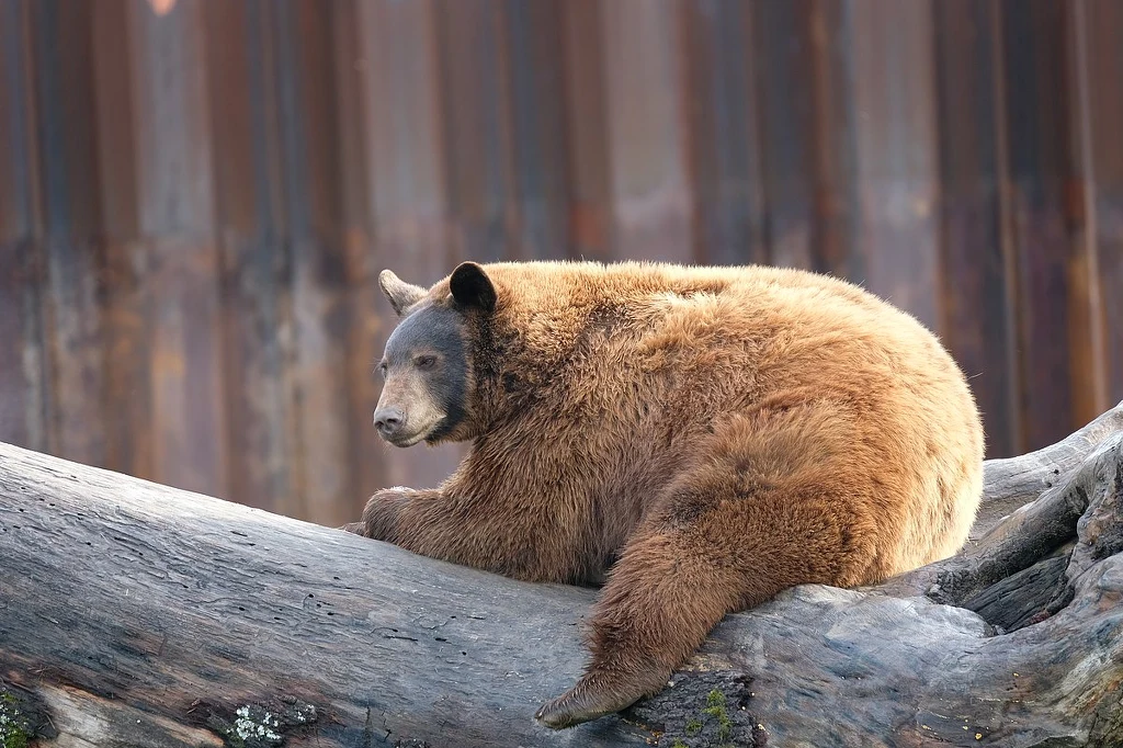 Niedźwiedź czarny czyli baribal o brązowym kolorze futra Brązowy niedźwiedź odpoczywający na dużym, powalonym pniu, w tle widoczne rozmyte ogrodzenie lub ściana.