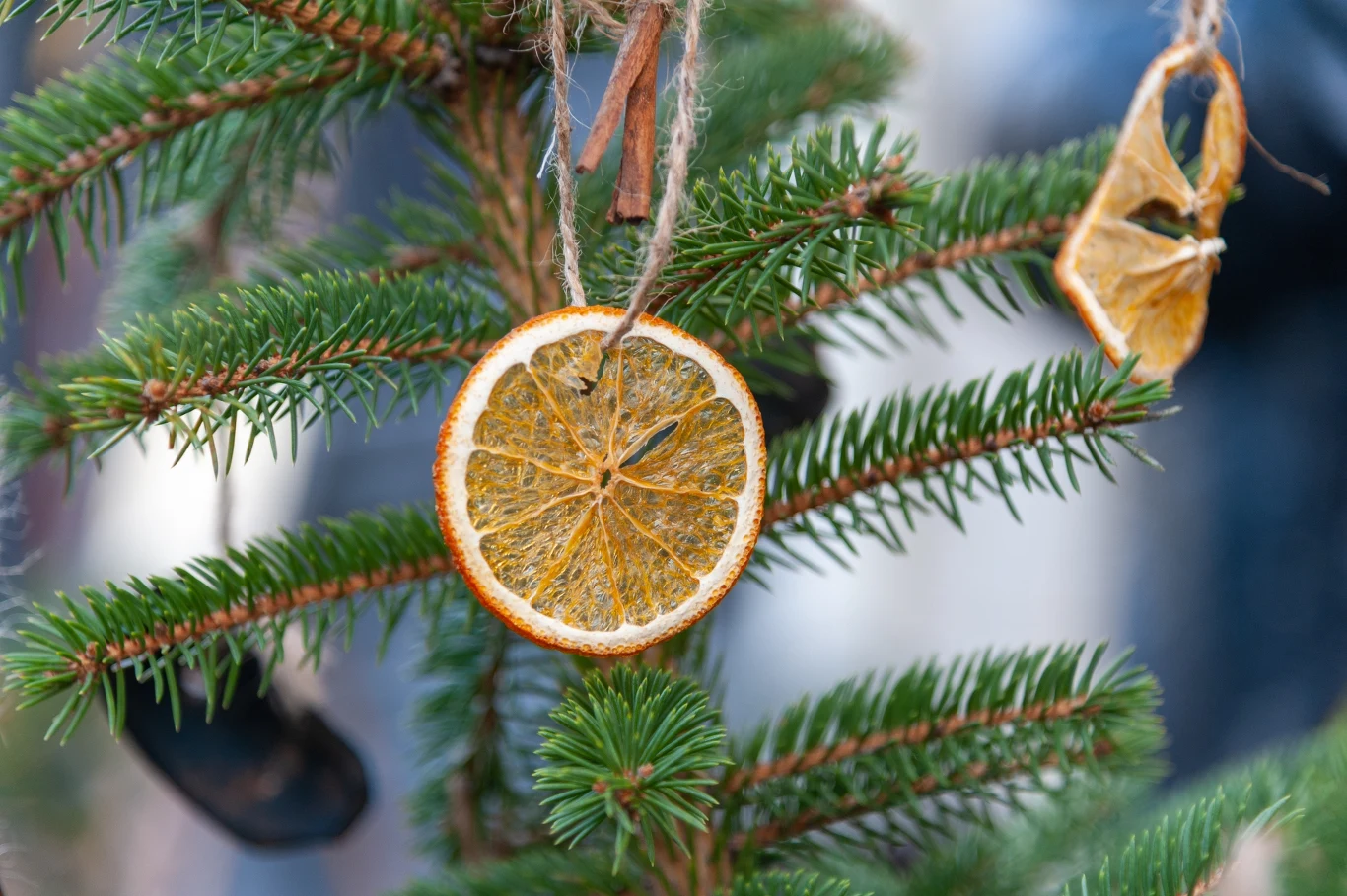 Cytrusy na choince możesz także porozwieszać w plasterkach