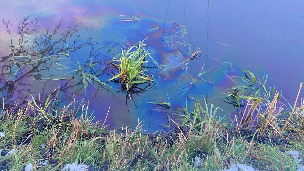 Trawy i rośliny przy brzegu wody z wyraźnie widoczną plamą oleju lub innego zanieczyszczenia na powierzchni, tworzącą charakterystyczne, kolorowe smugi.