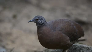 W gęstym lesie odkryli nowego ptaka. Jego spotkanie to coś wyjątkowego