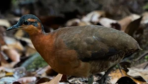 W gęstym lesie odkryli nowego ptaka. Jego spotkanie to coś wyjątkowego