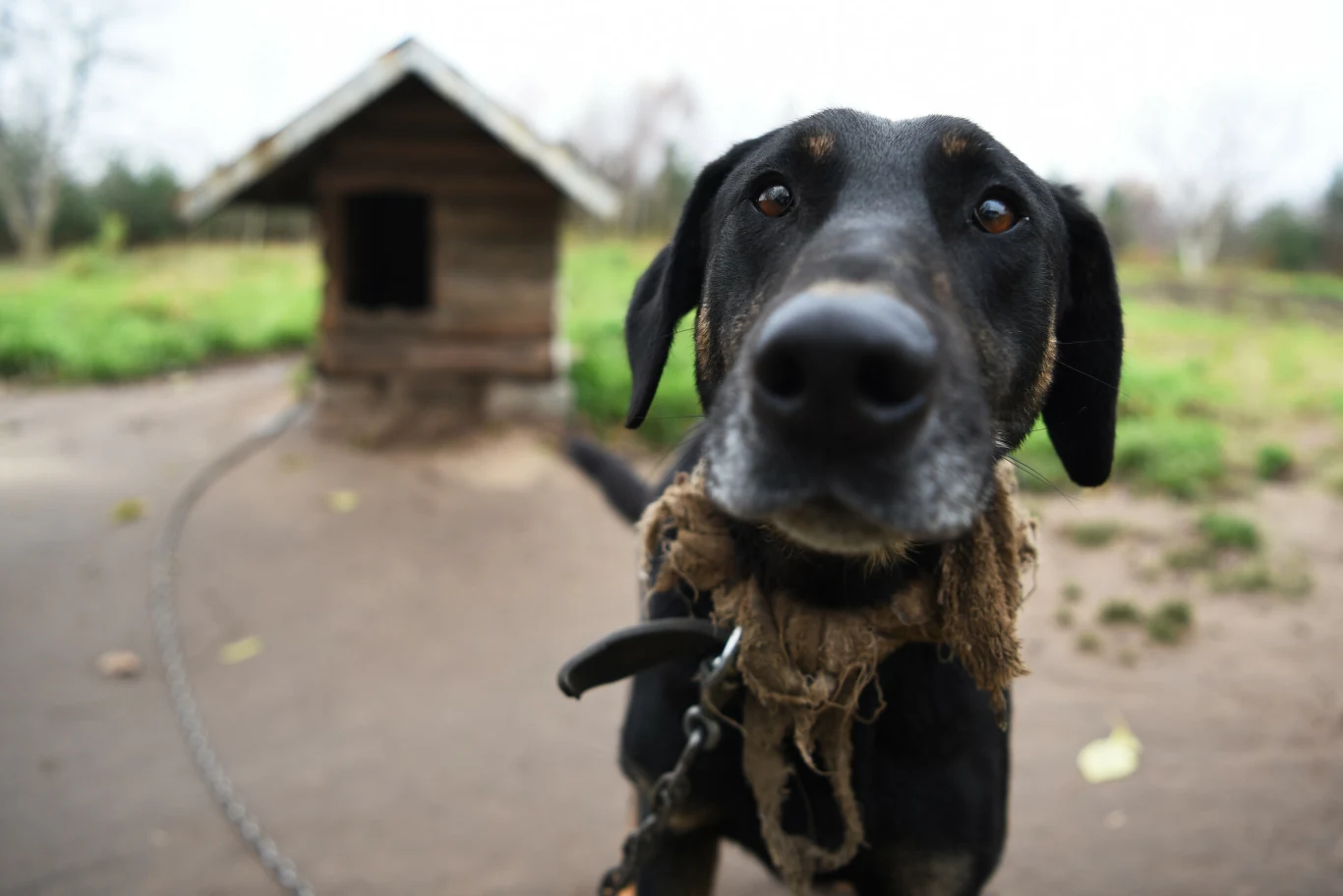 Pies na łańcuchu. W Polsce uwięź musi mieć co najmniej 3 m Czarny pies na łańcuchu stoi przed drewnianą budą, otoczenie to podwórko z zieloną trawą i lekko rozmazanym tłem.