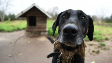Pies na łańcuchu. W Polsce uwięź musi mieć co najmniej 3 m