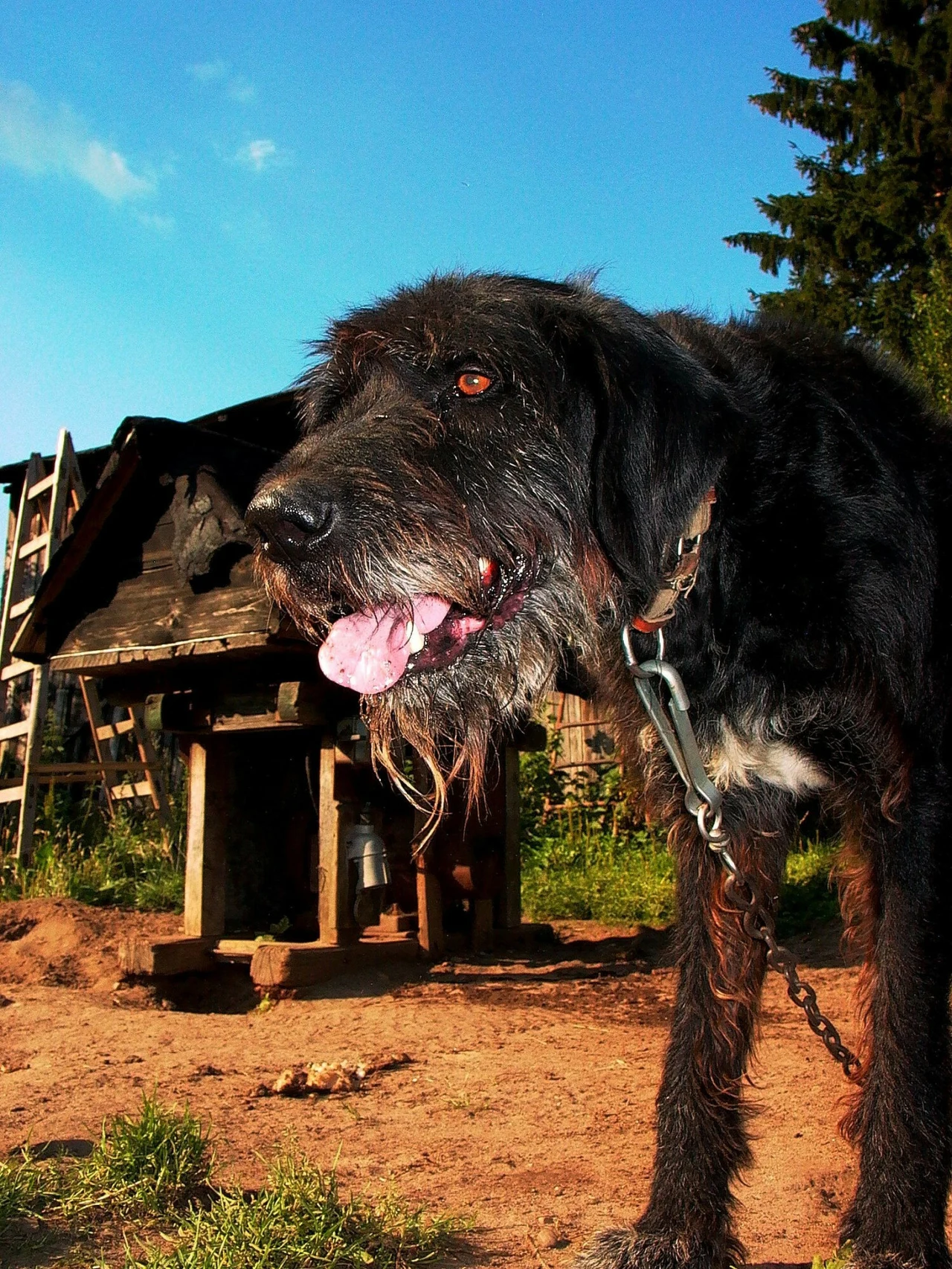 Duży, czarny pies o szorstkiej sierści stoi na łańcuchu przed drewnianą budą, w tle zielona trawa, drzewo i błękitne niebo.