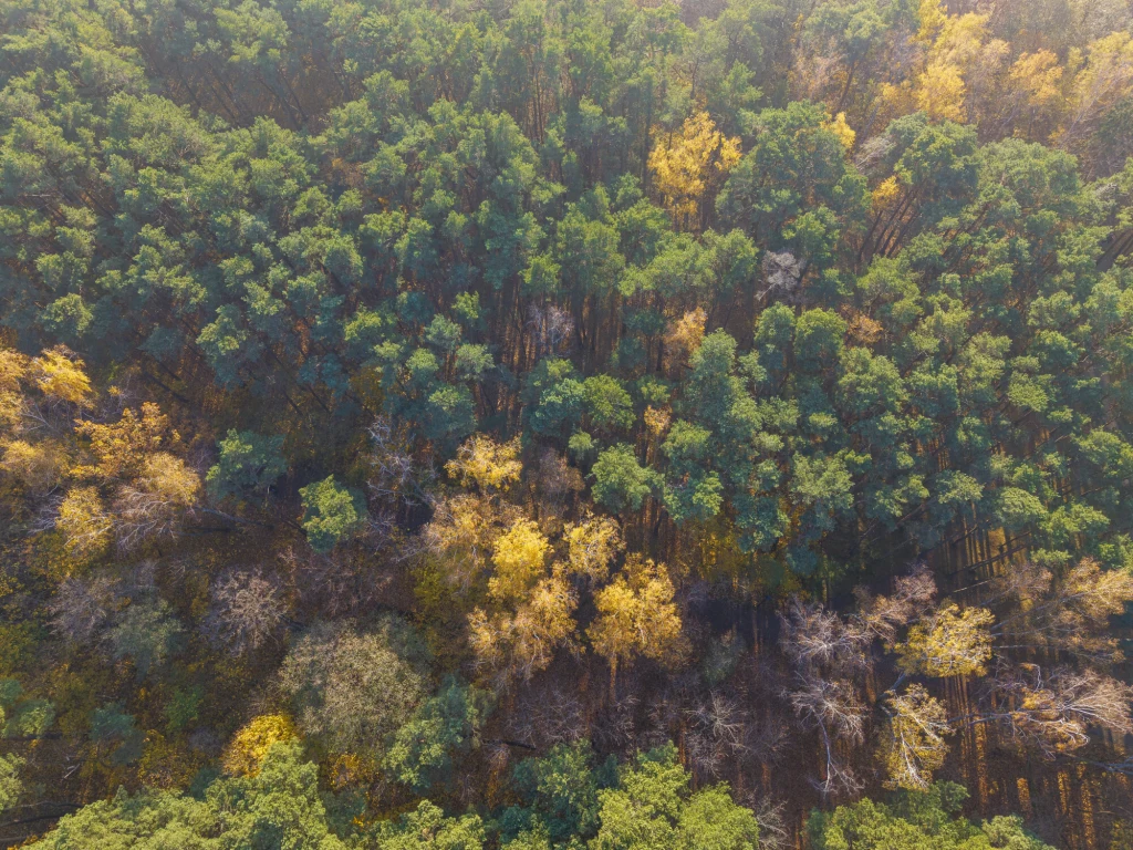 Owady, bezkręgowce i mikroorganizmy - dla nich spadające jesienne liście, to prawdziwa uczta. Gęsty las z dominacją zielonych i żółtych koron drzew, uchwycony z lotu ptaka, z licznymi mieszanymi gatunkami drzew liściastych i iglastych, częściowo pokrytych jesiennymi barwami.