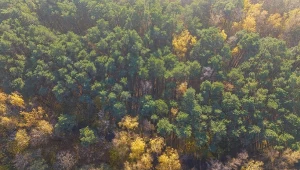 Napędza życie całej rzeki. Niesamowita rola liści
