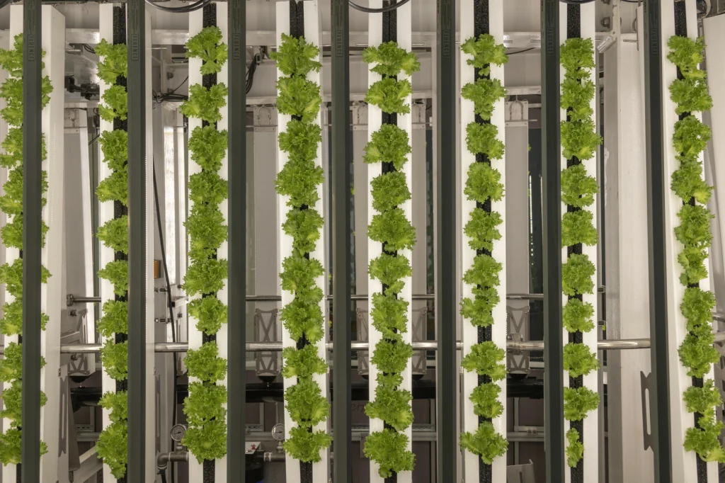 Uprawy wolne od pestycydów, rosnące piętrowo i bez gleby? Tak może wyglądać rolnictwo przyszłości. Uprawy wolne od pestycydów, rosnące piętrowo i bez gleby? Tak może wyglądać rolnictwo przyszłości.