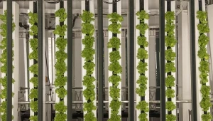 Przełomowe uprawy w stolicy. Rosną piętrowo, są bez chemii. Jak to działa?