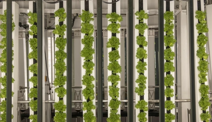 Uprawy wolne od pestycydów, rosnące piętrowo i bez gleby? Tak może wyglądać rolnictwo przyszłości. 
