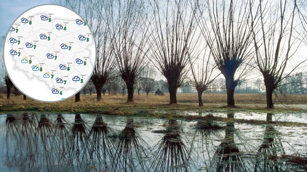 Prognoza pogody. IMGW prognozuje ocieplenie Rząd wierzb rosnących nad rozlewiskami, woda odbijająca ich sylwetki, na grafice w lewym górnym rogu okrągły wykres pogody z mapą Polski przedstawiający prognozę z dużą ilością chmur i opadów.