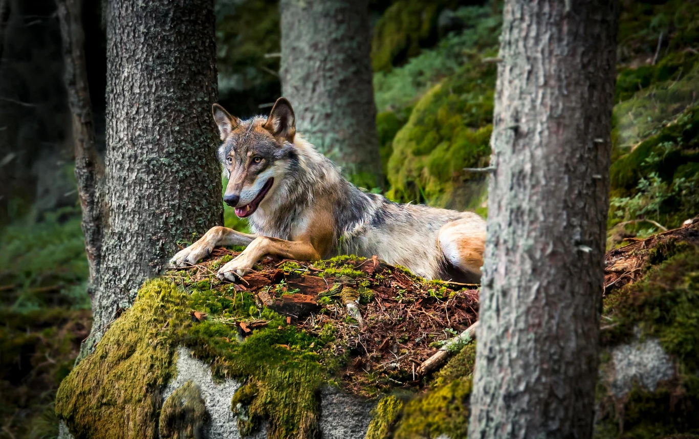 Wilk leżący na porośniętym mchem kamieniu wśród drzew, otoczony zielonym, leśnym krajobrazem.