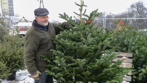 Ten gatunek choinki bije inne na głowę. Postoi do Trzech Króli bez gubienia igieł 