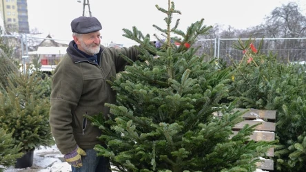 Najtrwalsza choinka na święta — na jaki gatunek postawić?
