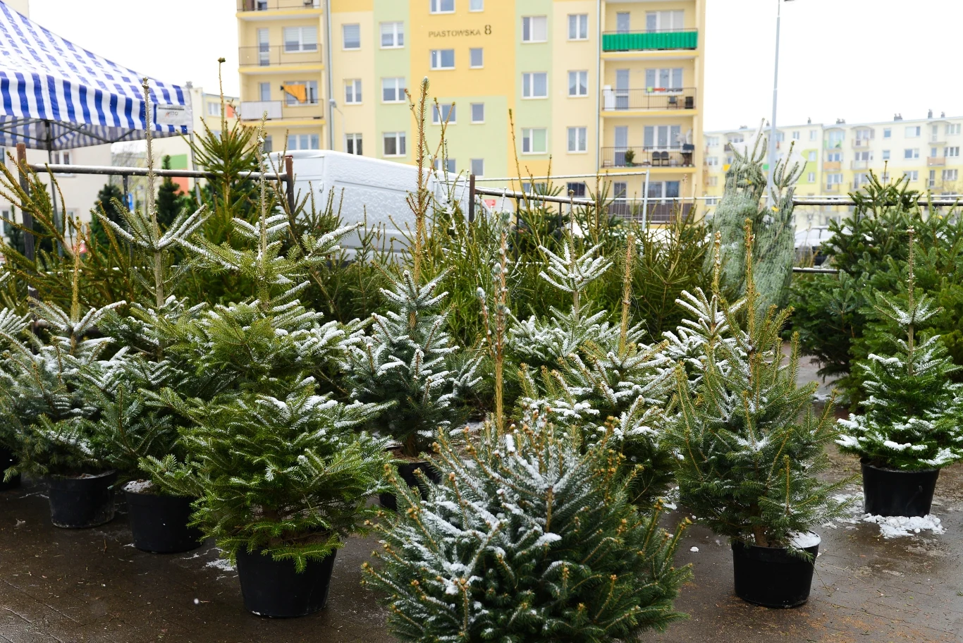 Kierując się wytrzymałością choinki, warto postawić na jodłę kaukaską