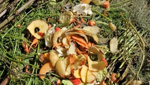 Nawożenie kompostem jest metodą naturalną i przynosi wiele korzyści dla roślin. Fot. grazza23/123RF.com