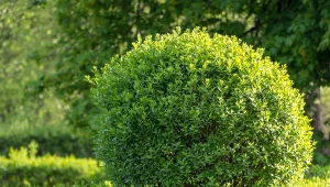 Krzewy do cienia potrafią wiele znieść. Fot. maykal/123RF.com