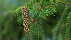 Świerków jest w Polsce coraz mniej