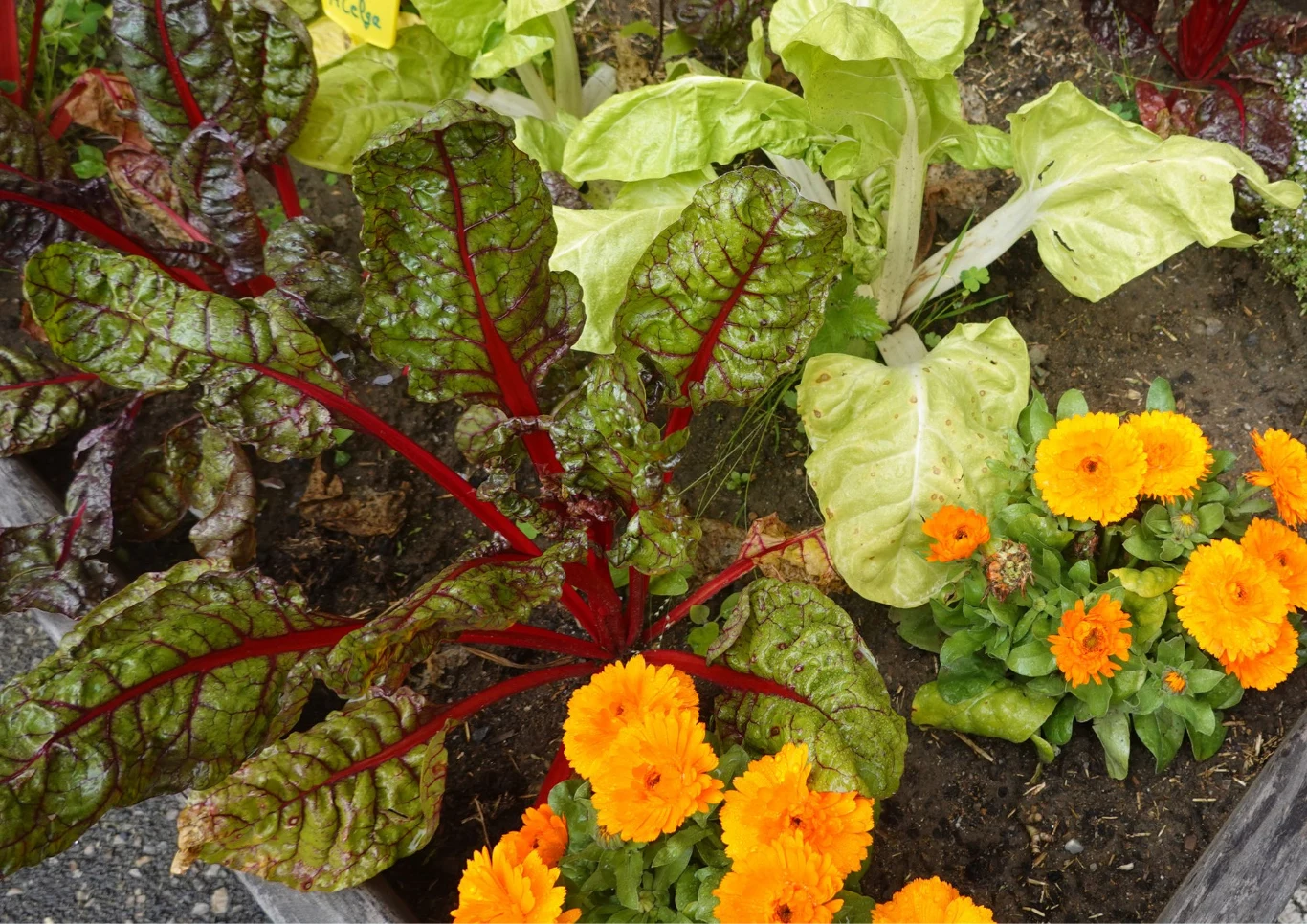 Kwiaty w warzywniku zdobią i ochraniają. Fot. huertinadetoni/123RF.com