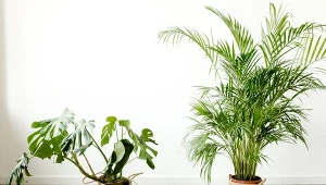 Kwiaty doniczkowe to wyjątkowa ozdoba każdego domu. Fot. kdecor/123RF.com