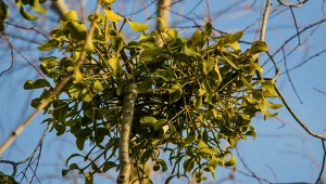 Magiczna roślina to symbol miłości i szczęścia. W przyrodzie to półpasożyt