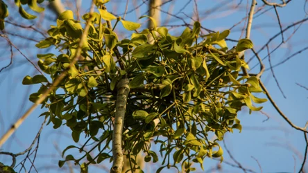 Czy jemioła jest pasożytem?