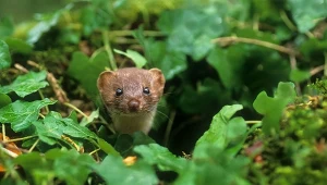 W Chinach odkryto nowy gatunek łasicy. Jeden trik opanowała do perfekcji