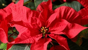 Gwiazda betlejemska nie zrzuci już ani 1 liścia. Wystarczy, że podlejesz ją tym