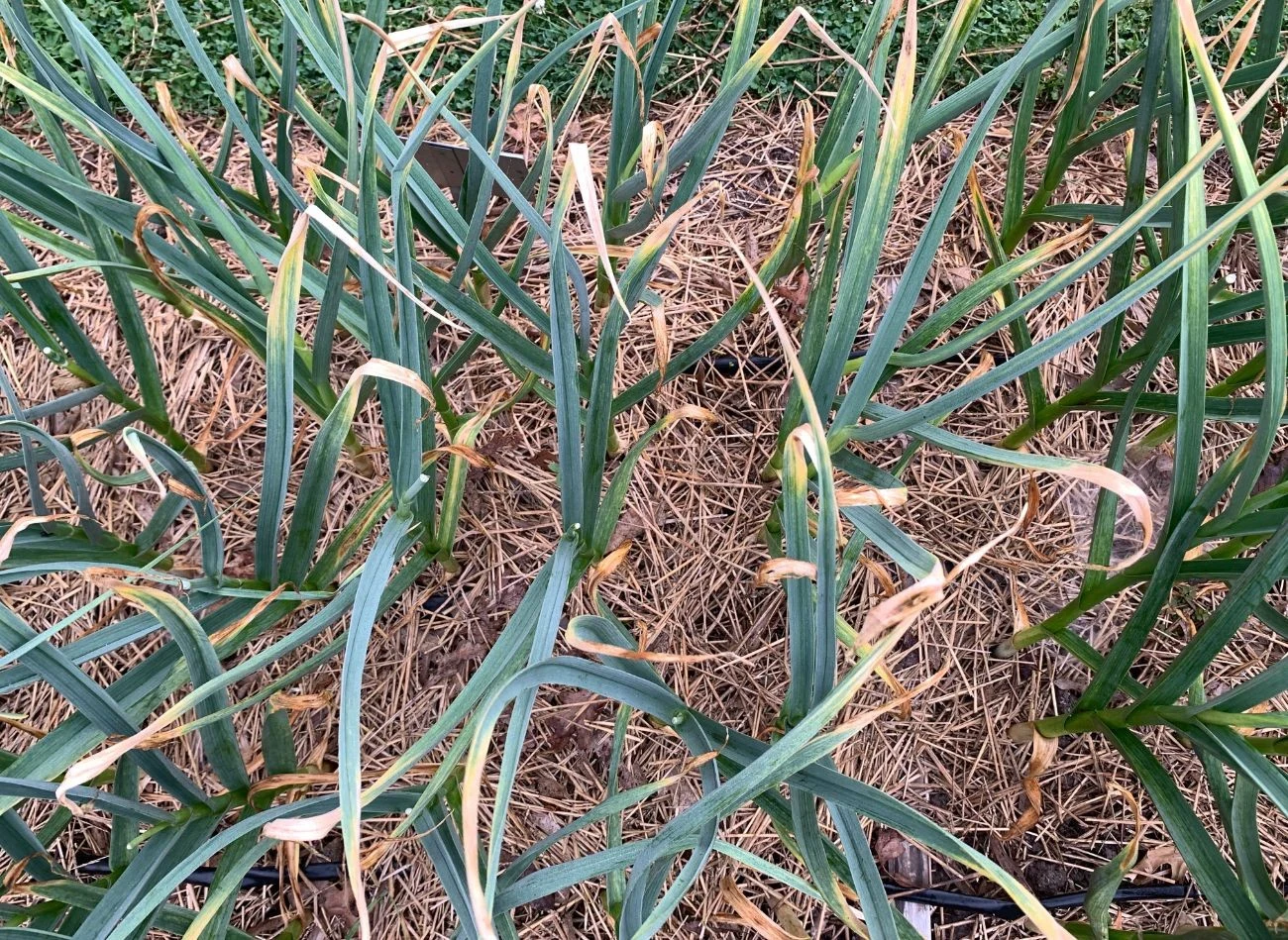 Słoma to najczęściej stosowana ściółka w uprawie ozimej.