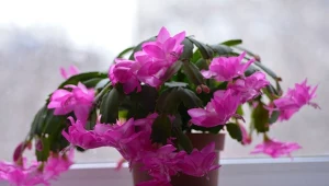 Co zrobić, żeby grudnik wypuścił dużo pąków i długo kwitł?