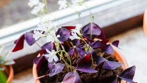 Jakimi roślinami można wnieść do wnętrza trochę koloru? Szczawik to wyjątkowa piękność.