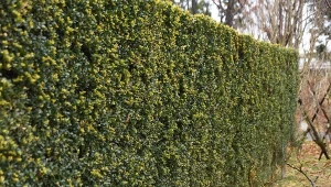 Te zimozielone krzewy będą ozdobą twojego ogrodu. Fot. Aflo Images/Canva Pro