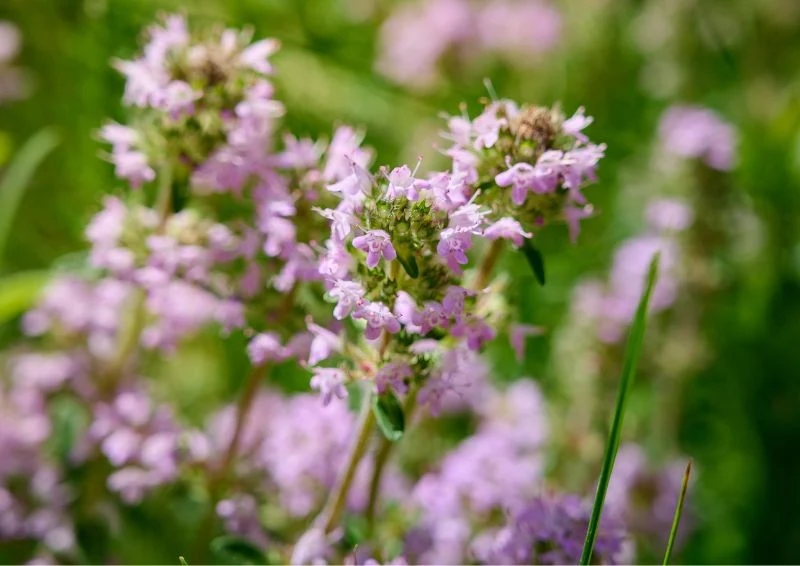 Macierzanka to idealna roślina do posadzenia między kamieniami.