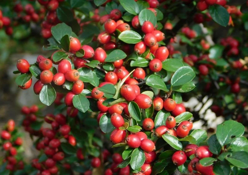 Irga jesienią obsypuje się czerwonymi owocami.