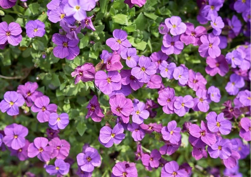 Żagwin podczas kwitnięcia obsypuje się drobnymi, kolorowymi kwiatkami.