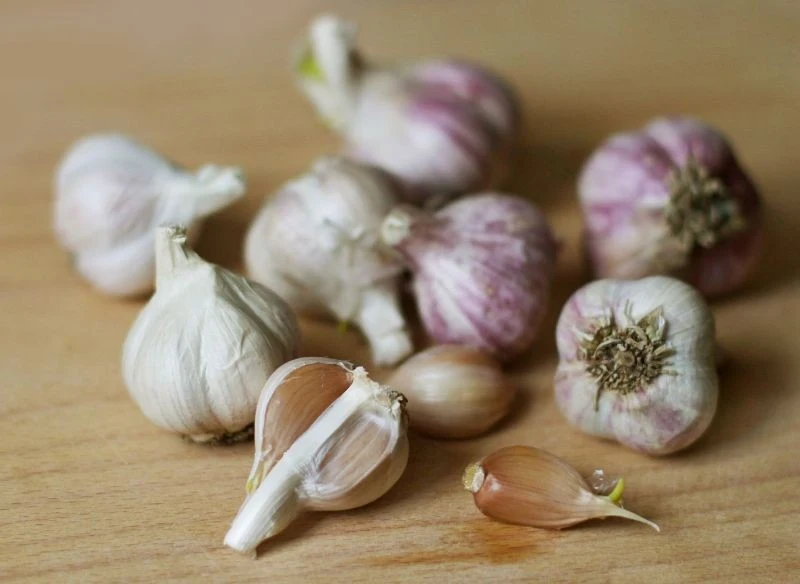 Do uprawy czosnku w doniczce przeznacz duże i zdrowe ząbki.