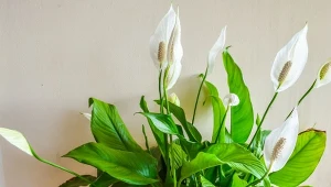 Skrzydłokwiat może wytworzyć pąki kwiatowe i nowe liście nawet w środku zimy.