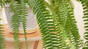 Podpowiadamy, jak pielęgnować paprotkę zimą.