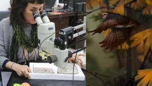 W Chinach odkryto nowy gatunek ptaka. Chromeornis funkyi zadławił się aż 800 kamieniami