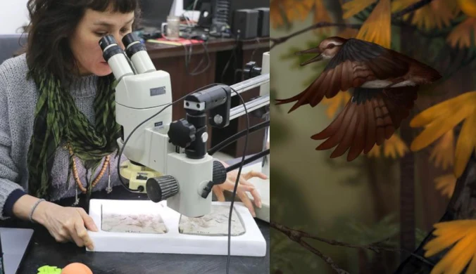 W Chinach odkryto nowy gatunek ptaka. Chromeornis funkyi zadławił się aż 800 kamieniami