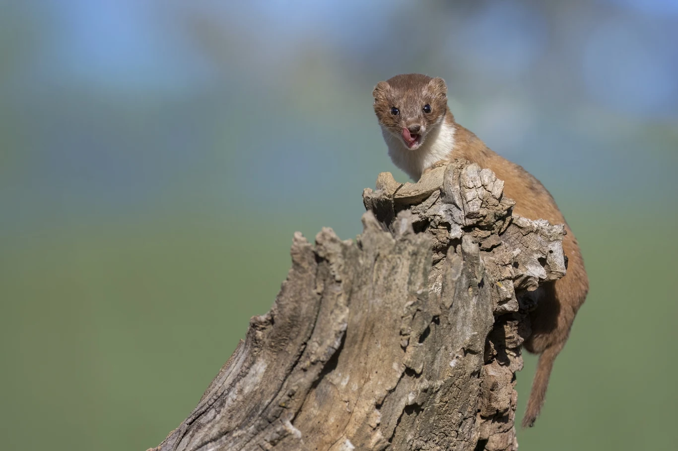 Łasica to jeden z najmniejszych ssaków drapieżnych Łasica siedząca na wystającym pieńku martwego drzewa, z lekko otwartym pyszczkiem i zwrócona w stronę aparatu, wyraźnie wyróżniająca się na rozmytym tle przyrody.