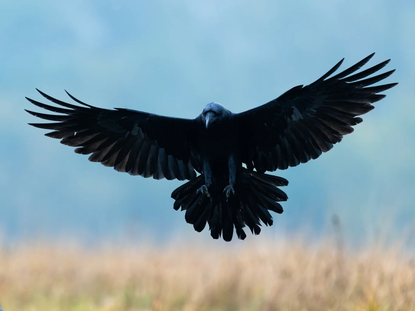Kruk robi imponujące wrażenie i w locie, i na ziemi Czarny kruk z rozłożonymi skrzydłami szybujący nisko nad polaną przy zamglonym tle.