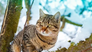 Czy koty mogą przetrwać zimową noc? Sprawdź, jakie temperatury są groźne