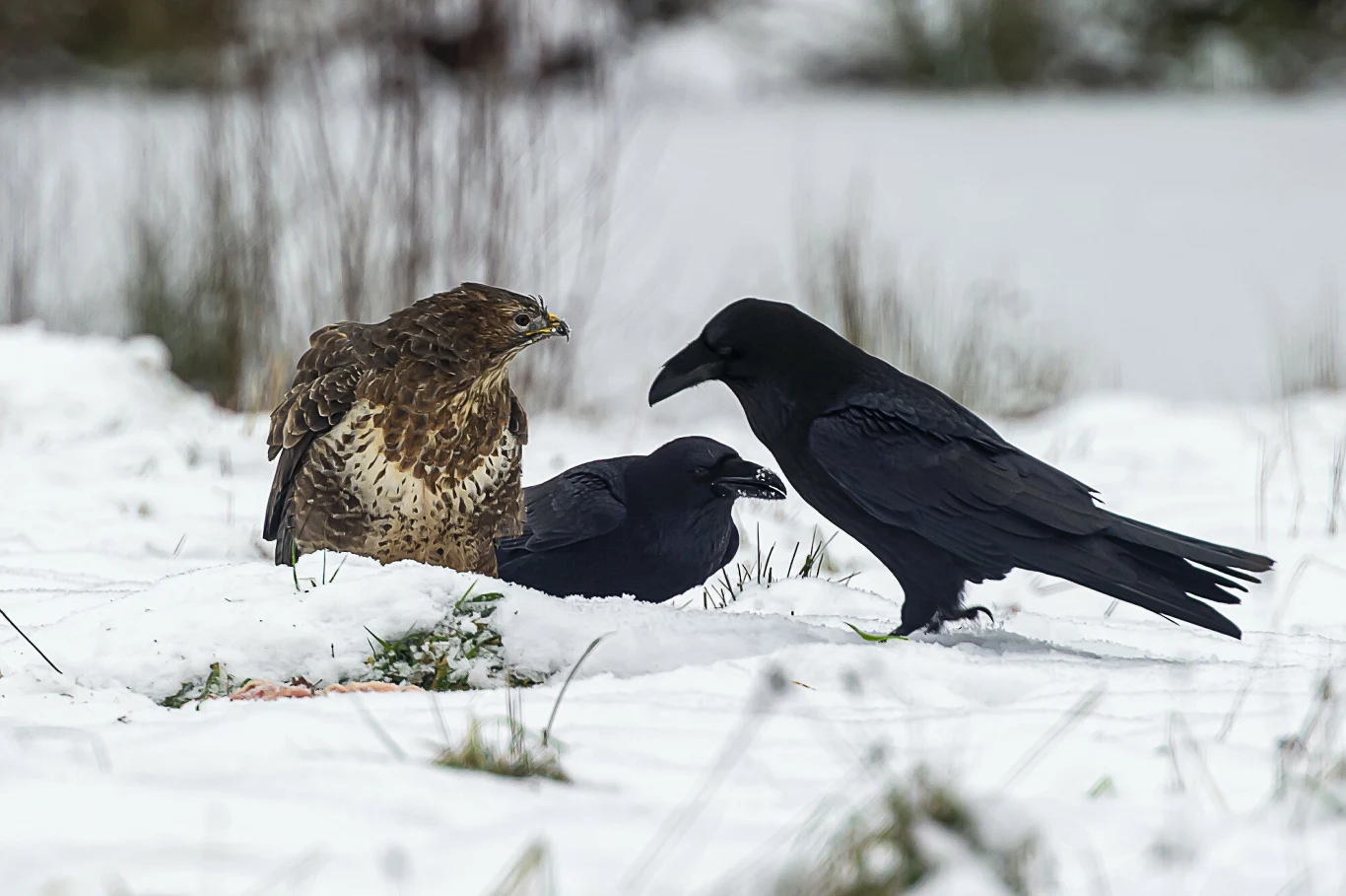 Kruki wraz z myszołowem zwyczajnym na Warmii Myszołów i dwa kruki stoją na śniegu, jeden z kruków leży niżej, jakby był w trakcie walki lub ochrony przed drapieżnikiem, wokół nich zimowy krajobraz, roślinność przykryta śniegiem.