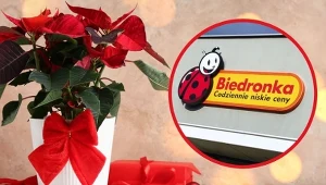 Dom pachnący świętami! Te rośliny w Biedronce znikają z półek w ekspresowym tempie!