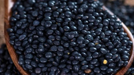 Czarna soczewica nazywana jest też belugą